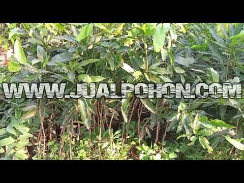 Jual Pohon Buah Mangga Harumanis 1 Meteran Cocok Ditabulampot