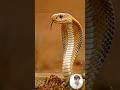 King Cobra vs Mongoose |  Ultimate Predator Face Off | Nature’s Smartest Survivor #wildlife #animals