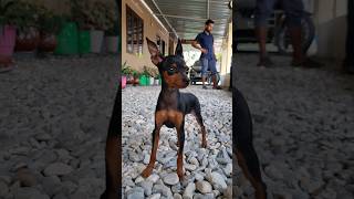 this is massive  dogmini pinscher