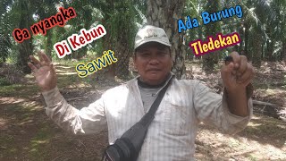 Mikat Burung Tledekan Tanpa pikat hanya menggunakan Mp3