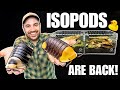 Meet my ducky isopods how to setup up a cubaris isopod terrarium