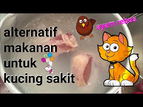 Video: Cara Memilih Makanan Untuk Kucing Yang Sakit