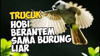 TERNYATA BURUNG TRUCUKAN KAYA GINI KALAU DI KOLONI DI AVIARY BESAR BERSAMA BURUNG LAIN