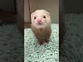 Ferrets randomly pass out #animalfacts #ferrets #animallife #babyanimal