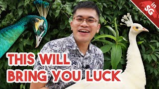 Not The Same Kind Of White | Leucistic Peacock / Peafowl