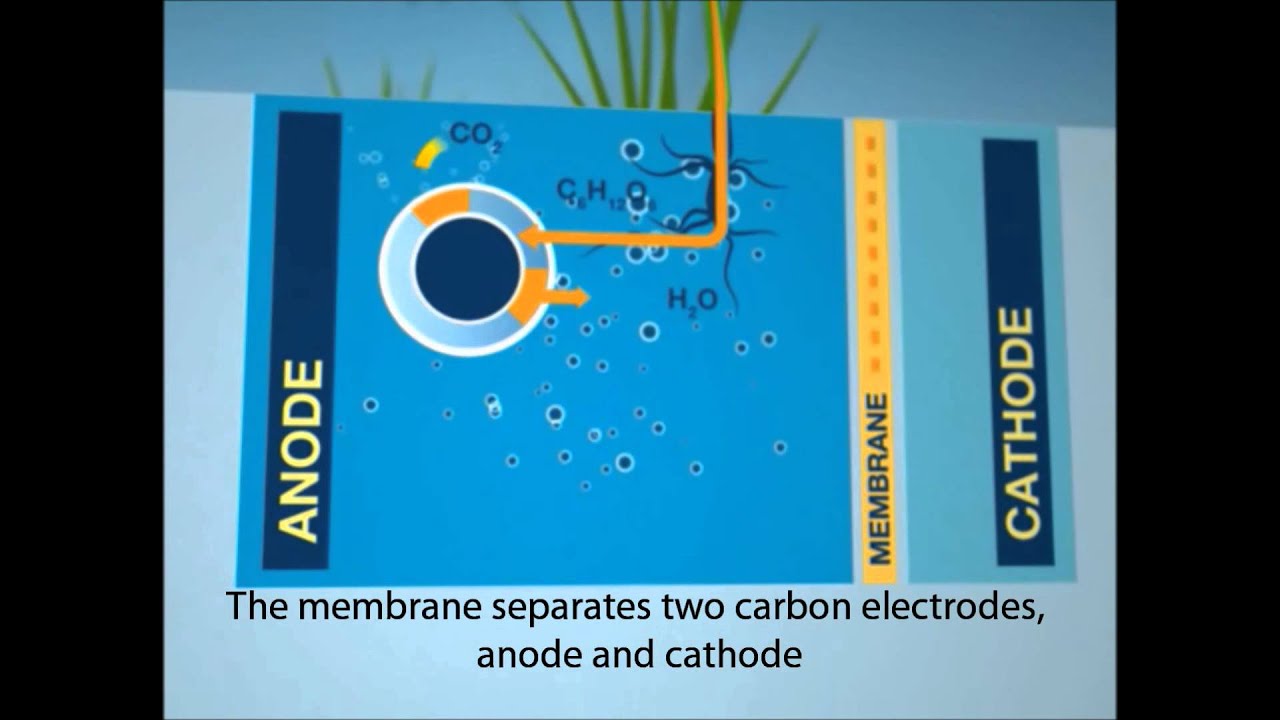 Plante animation [EN] YouTube