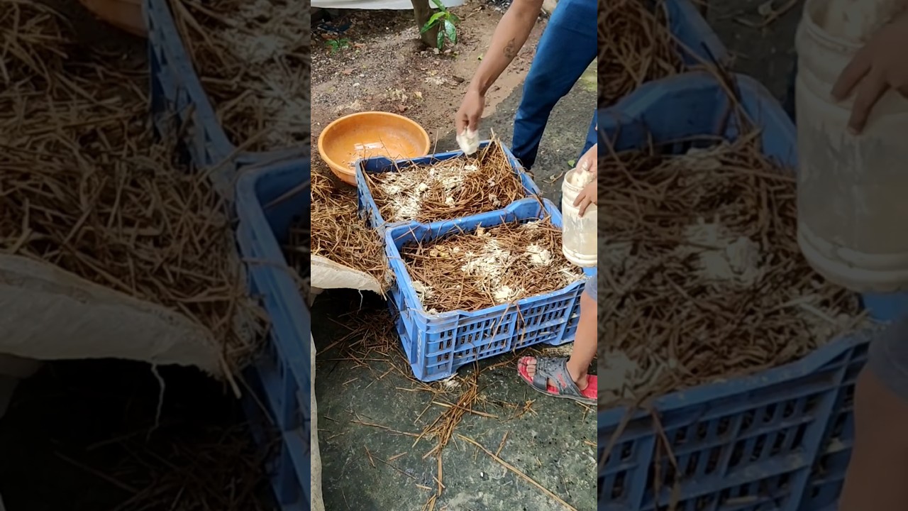 कैरेट विधि से पैरा मशरूम की खेती | Easy Farming  