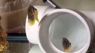 Multibar Angelfish 2 Week Update