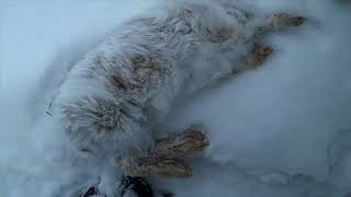 Newfoundland, Lynx and Rabbit Hunting & Good Feed of Tripe