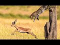 Leopard Stalks And Hunts Impala On The Tree