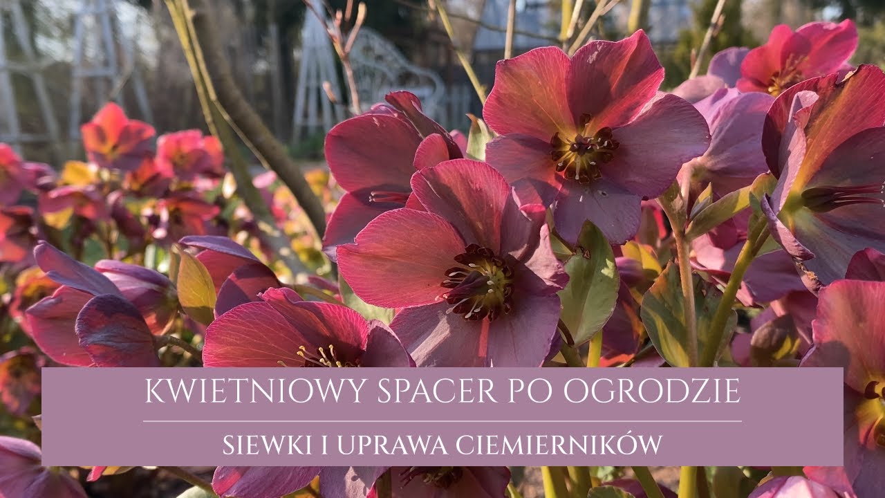 Spacer po ogrodzie | ciemierniki - uprawa i wymagania | siewki ciemierników