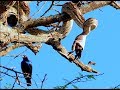 African rock python swallowing a bird whole!! Seen in Kruger National Park