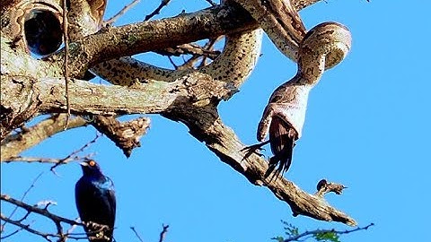 African rock python swallowing a bird!! Seen in Kruger National Park