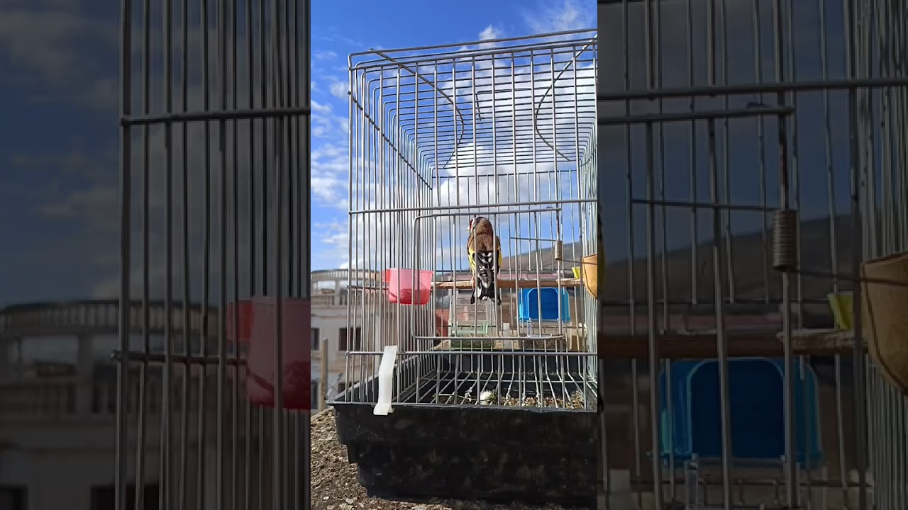 خلوي كوبلار عامين كاج شتلة رب بارك خنشلة 0699796216