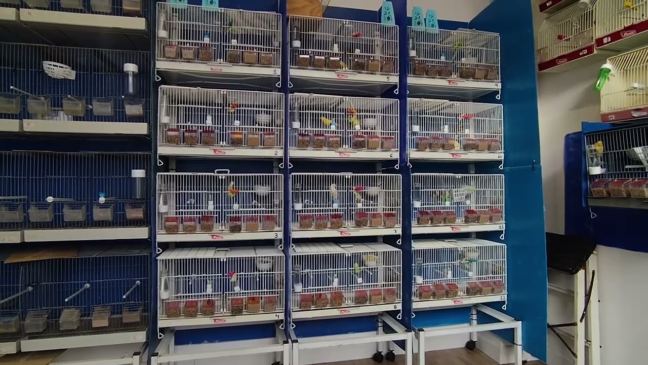 SEMANA ACTIVA EN EL AVIARIO