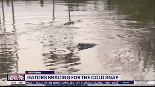 Alligators bracing for Florida cold snap