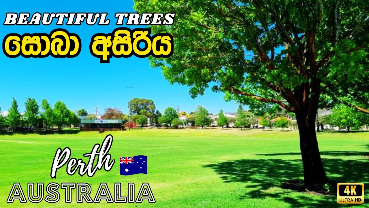 Beautiful trees 🌳 Australia 🇦🇺 | සොබා අසිරිය - YouTube