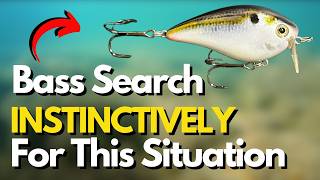 Don't OVERLOOK This Shallow Water Tactic for Bass