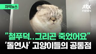 [자막뉴스] 전국 집사들 패닉…'돌연사' 고양이들 소름 돋는 공통점 / JTBC News