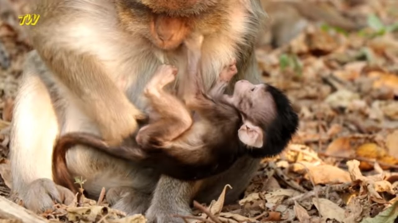 Tiny baby Nelson pretty cute & adorable / Nova does a good job looking after poor baby