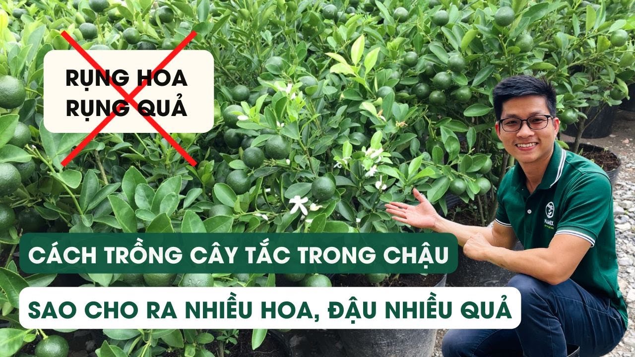 Tập 111 - Cách trồng cây tắc trong chậu sao cho ra nhiều hoa, đậu nhiều quả mà không bị rụng