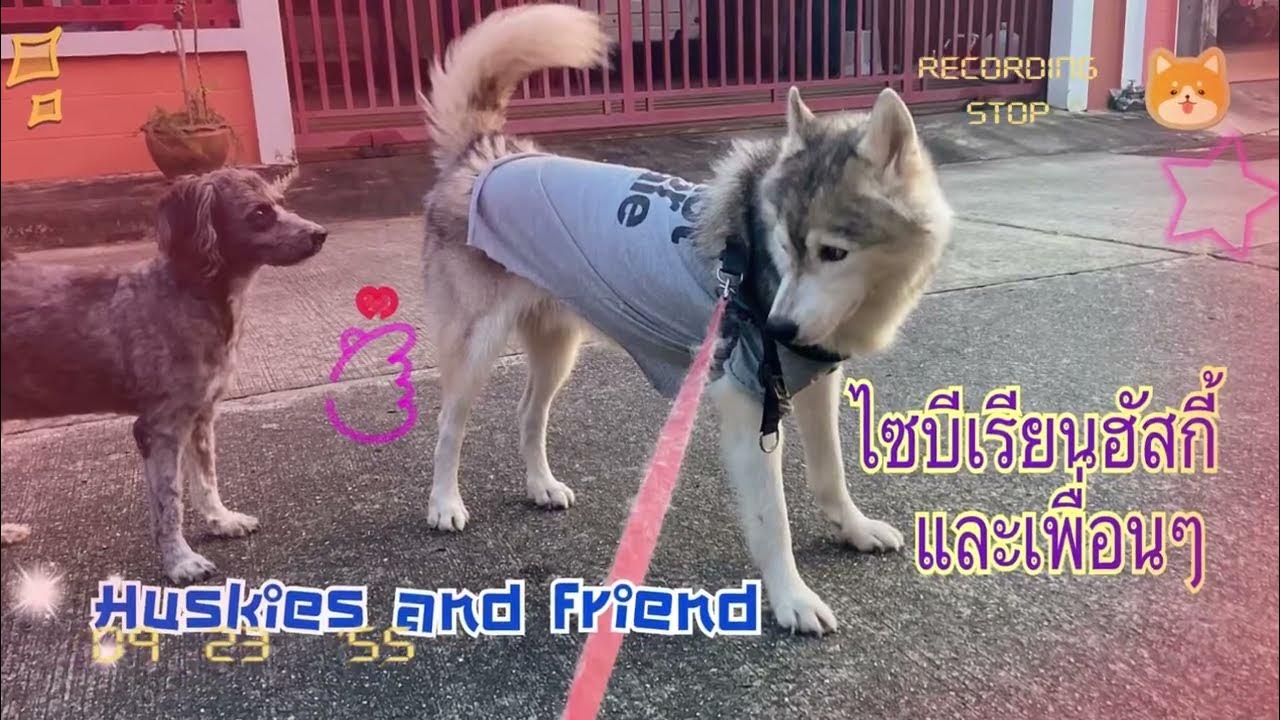 Husky and friends,lovely bunnies เดินเล่นปล่อยพลังกับไซบีเรียนฮัสกี้