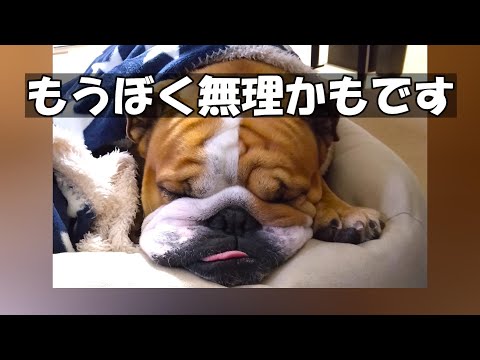 かわいい犬にアクシデント、トラブル発生。ブルドッグのバウムの怪我 ケガ