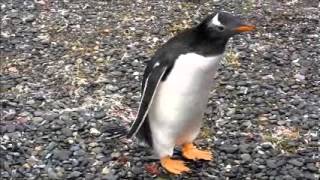 Penguinos In Patagonia, Argentina 2012 2