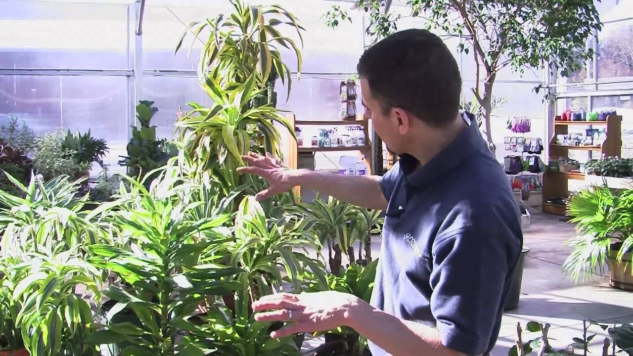 How to care for Anita during and after flowering How to care for Anita during and after flowering