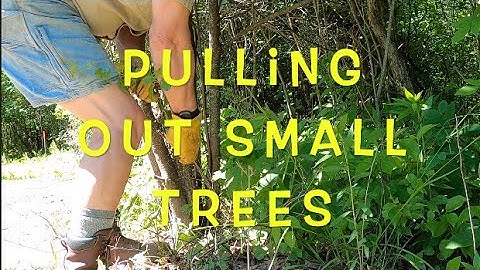Pulling Out Small Trees