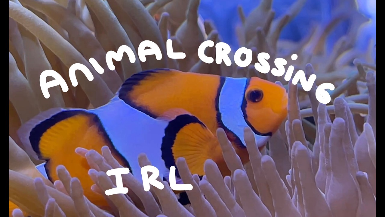FISH | Animal Crossing X Sea life Melbourne Vlog