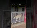 How crate training actually builds a safer, calmer, more balanced dog 🐶✨| Akash Singh | #dogtraining