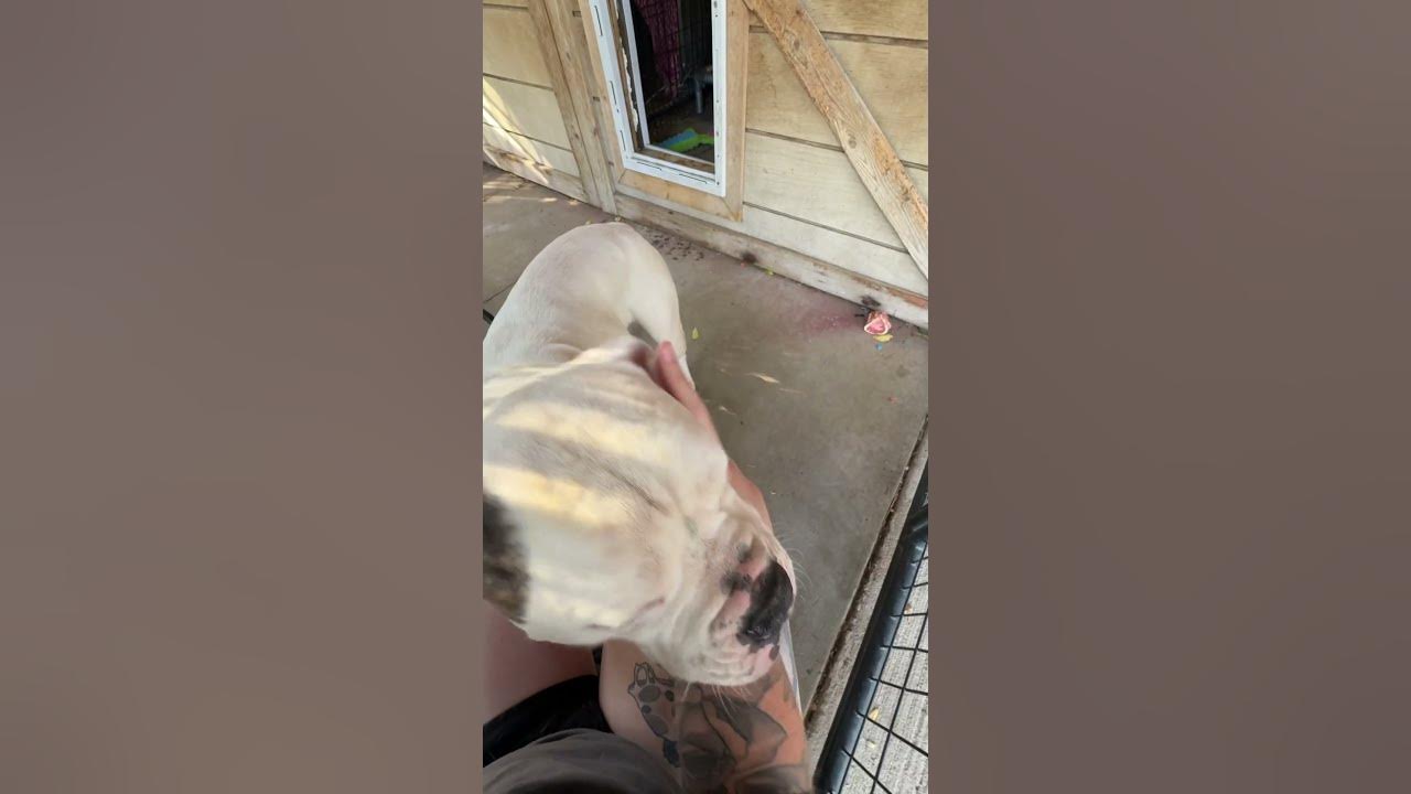 Big bones canine rescue dominick a 3 year old american bulldog