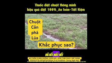 Đừng Dùng Điện Diệt Chuột! Đây Mới Là Cách An Toàn Hiệu Quả Nhất