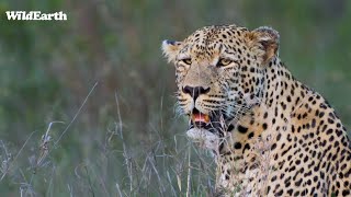 WildEarth - Sunrise Safari -  17 February 2024