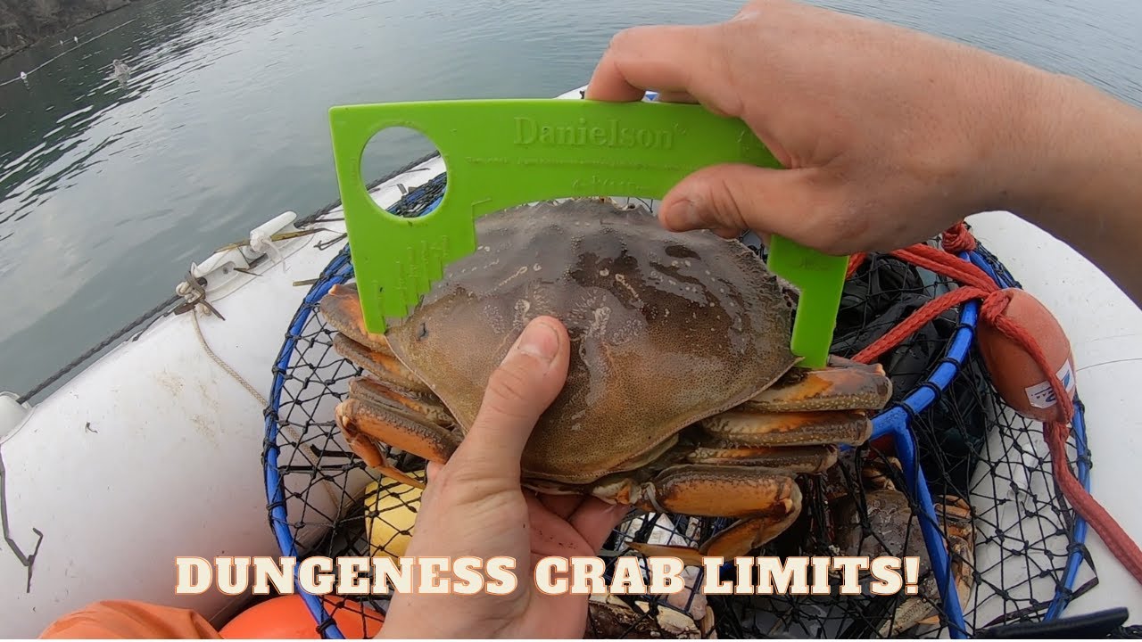 Dungeness Crab Limits from an 8 foot Inflatable Boat Tomales Bay