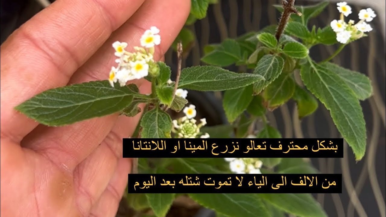 لا تموت شجرة المينا بعد اليوم بشكل محترف تعالو نزرع هذه الجميله