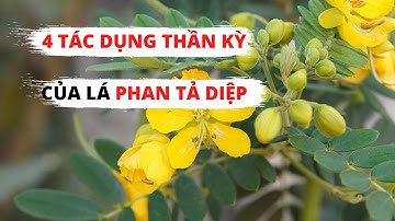 4 Tác Dụng Thần Kỳ Của Lá Phan Tả Diệp | Phan Hoa Dr Lacir