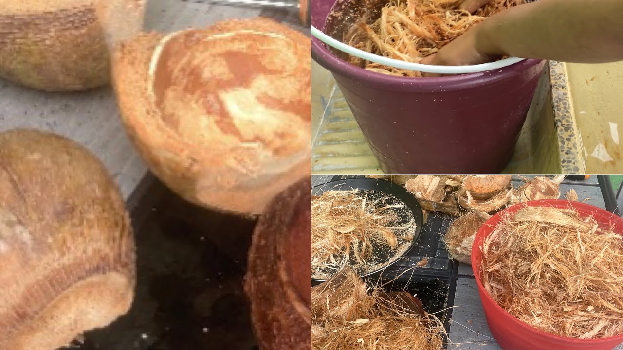 Cómo Preparar Fibra De Coco Para Nuestras Plantas 🥥🌸🪴