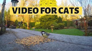 SMALL BIRDS FOR CATS | Relaxing TV For Cats