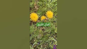 القرآن الكريم بصوت جميل #القرآن_الكريم #اكسبلور #قرآن #quran #لايك #عبدالرحمن_مسعد