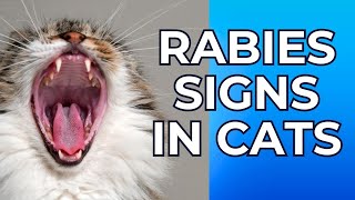 Rabies Signs in Cats / Rabies Symptoms in Cats