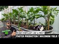 Pruning Eggplant for Bigger yield ! Faster Production | Tips for Beginners| #greentgarden #garden