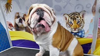 His Name is 'Pretty Boy' ||  British Bulldog || Proper Grooming by Ser ErickRL 45 views 1 year ago 2 minutes, 50 seconds