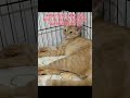 #furbaby #puspin #rescuedcat #joey