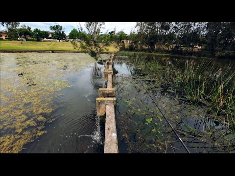 FLASH and GRAB || SYDNEY Bass FISHING