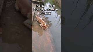 Постой, а можно я с тобой? #собака #смешноевидео #dog #funnyvideo #shorts