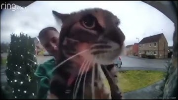 cat meows in ring cam then Disappeared (HD)