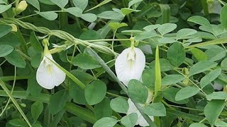 How to grow white pea / butterfly / aparajita   plant