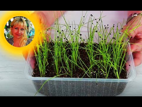 Как посадить ЛУК ПОРЕЙ на рассаду !!!